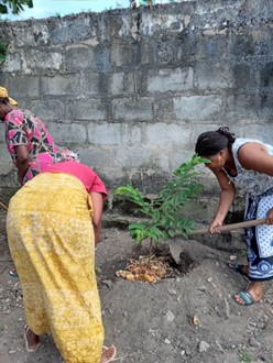 Farmers dressed in bright clothing, planting a small tree in front of a stone wall